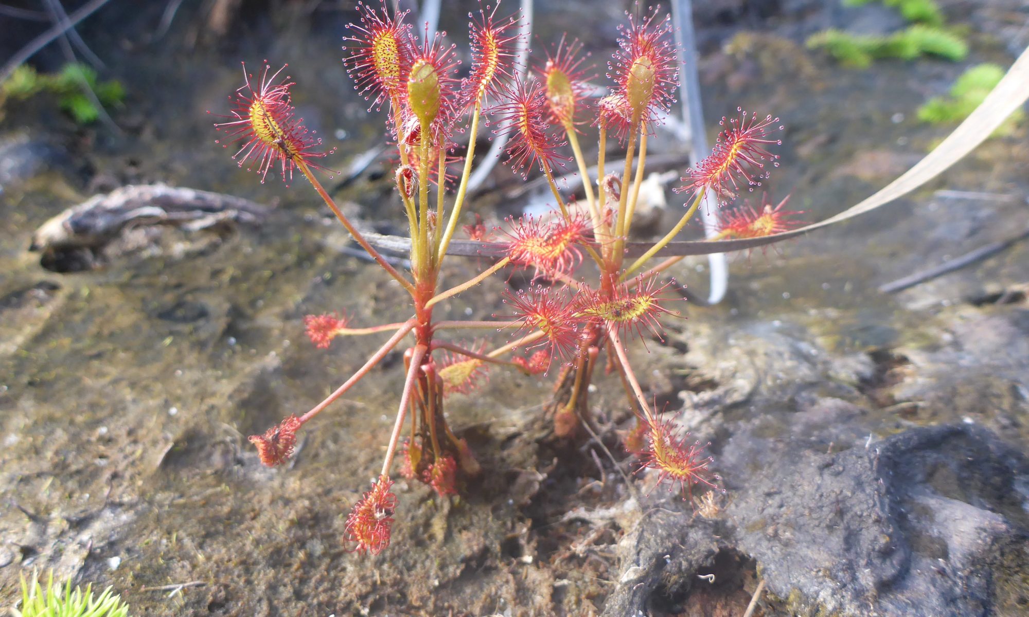 Drosera madagascariensis at Madagascar