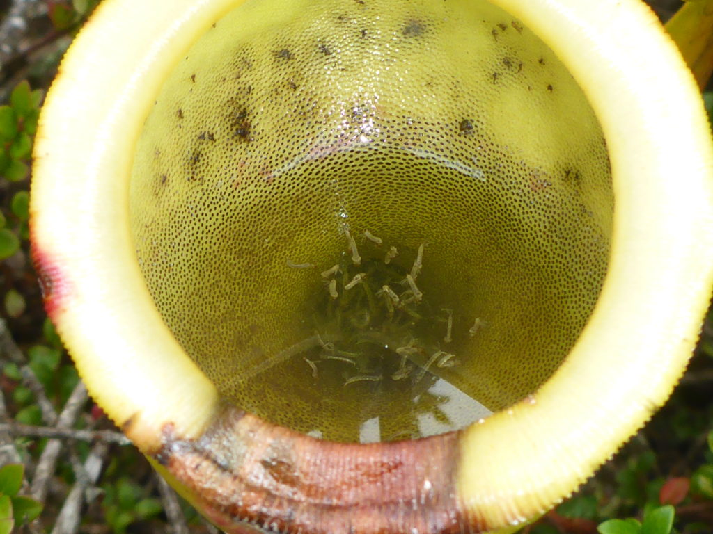 Mosquito larvae in a N. jamban pitcher.