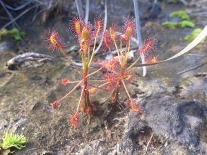 Drosera madagascariensis at Madagascar