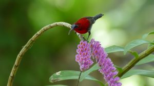 Crimson sunbird