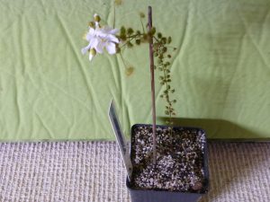 A flowering Drosera macrantha (Carbarup)