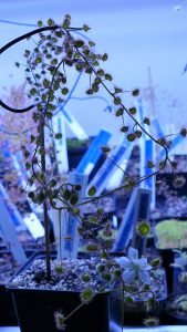 Drosera macrantha (carbarup) flower